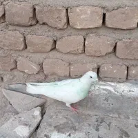 کفتر گمشده|حیوانات|قم, نیروگاه|دیوار