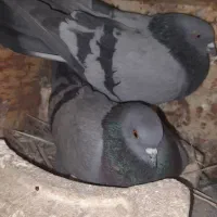 کبوتر کاشونی سبز و سیاه