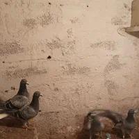 کبوتر شامی مسافتی