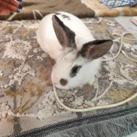 خرگوش ماده خونگی