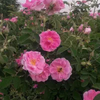 نهال گل محمدی اصلاح شده