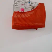 سهره قناری ابلغ|پرنده|بروجرد, |دیوار