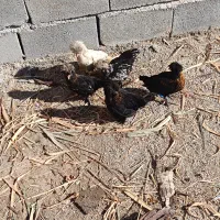 جوجه نژاد سلطان