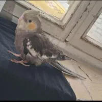 عروس هلندی جوجه 3 ماه