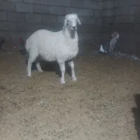 بره|حیوانات مزرعه|بافت, |دیوار