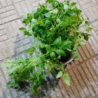 نهال گوچه فرنگی بزرگ|گل و گیاه طبیعی|رامیان, |دیوار