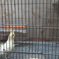 جفت مولد عروس هلندی