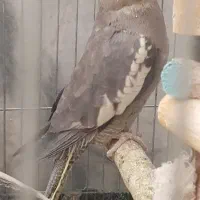 فروش ۵ عروس هلندی خونگی|پرنده|زابل, |دیوار