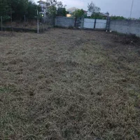 اجاره دادن ۸۰۰متر زمین شراکتی جهت کاشت باقیلا|اجارهٔ دفتر صنعتی، کشاورزی، تجاری|تالش, طولارود|دیوار