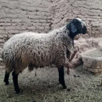 قوچ‌اصیل‌شال