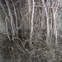 فروش نهال زرشک وعناب|خدمات باغبانی و درختکاری|نسیمشهر, |دیوار