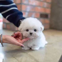 سگ باهوش|سگ|اردبیل, |دیوار