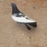 کفتر سینه|پرنده|شیراز, تندگویان|دیوار