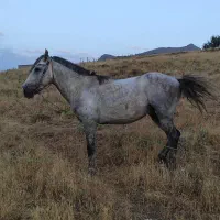 اسب