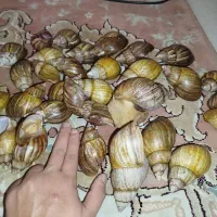 حلزون افریقایی و ترمیم کننده|خزنده|تهران, یافتآباد|دیوار