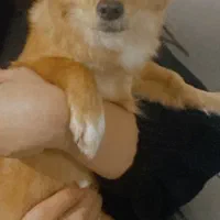 پامر اشپیتز شیش ماهه