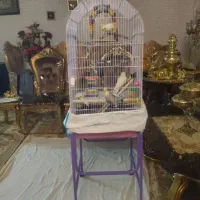 قفس