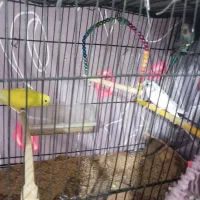 مرغ عشق نر ماده