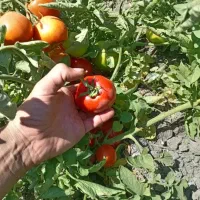 گوجه سر زمین درجه یک ارگانیک  بدون کود و سم