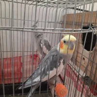 ۱ جفت طوطی عروس