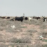 نربز|حیوانات مزرعه|تهران, جی|دیوار