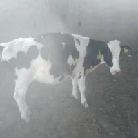 ۳ راس گوساله