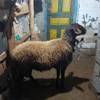 فروش یک راس قوچ قزل افشار