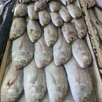 ماهی درجه یک چابهار رسید|ماهی|زاهدان, |دیوار