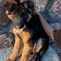 توله ژرمن شپرد