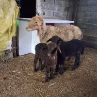 گوسفندمادروبره دوقلو نروماده