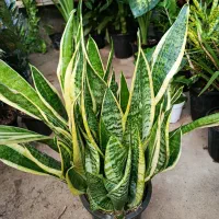 گل وگیاه آپارتمانی|گل و گیاه طبیعی|جنت, |دیوار