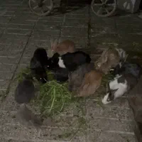 خرگوش بازی گوش