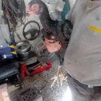 جوجه خروس لاری