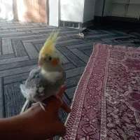 عروس هلندی