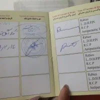 سگ سفید|سگ|مشهد, یاس|دیوار