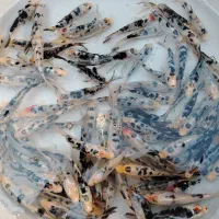 ماهی زینتی خاص|ماهی|لنجان, |دیوار