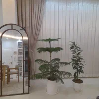 پرده سرای روناک بابیش از۱۷سال سابقه کاری