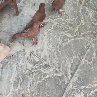 فروش کفتر