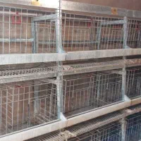 قفس پرورش مرغ تخم گذار