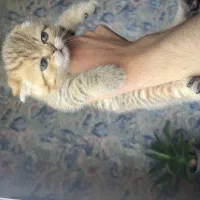 گربه های بیریتیش فولد