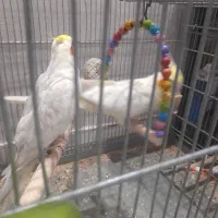 عروس هلندی لوتیتو جفت مولد|پرنده|تهران, مسگرآباد|دیوار