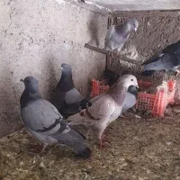 کبوتر