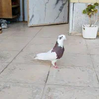 کبوتر خانگی