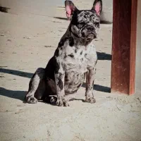 واگذاری رایگان سگ فرنچ بولداگ اصیل