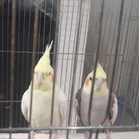 عروس هلندی