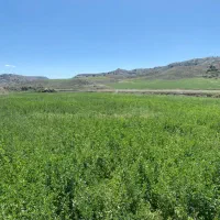 یونجه