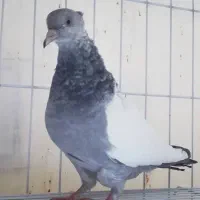 کفتر سینه سبز و چنتا جوجه|پرنده|شیراز, سینما سعدی|دیوار