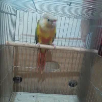 طوطی گرینچیک