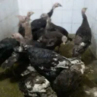 بوقلمون‌برنزوبوربون‌محلی|حیوانات مزرعه|ورامین, ورامین|دیوار