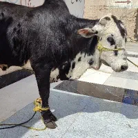 قصاب